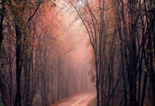 拿MVP也没有说服力!女篮一姐地位已被取代,不旅外只能继续堕落.